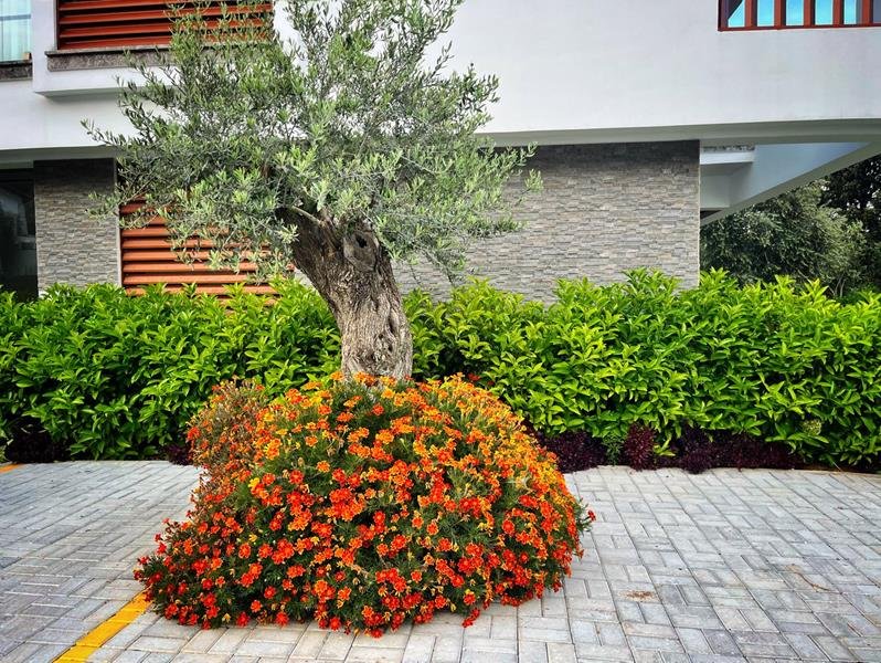 Picture of Property