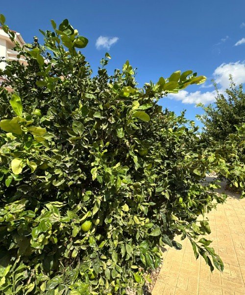 Picture of Property