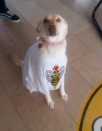 Odie the office dog